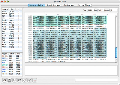 DNA Sequence Editor